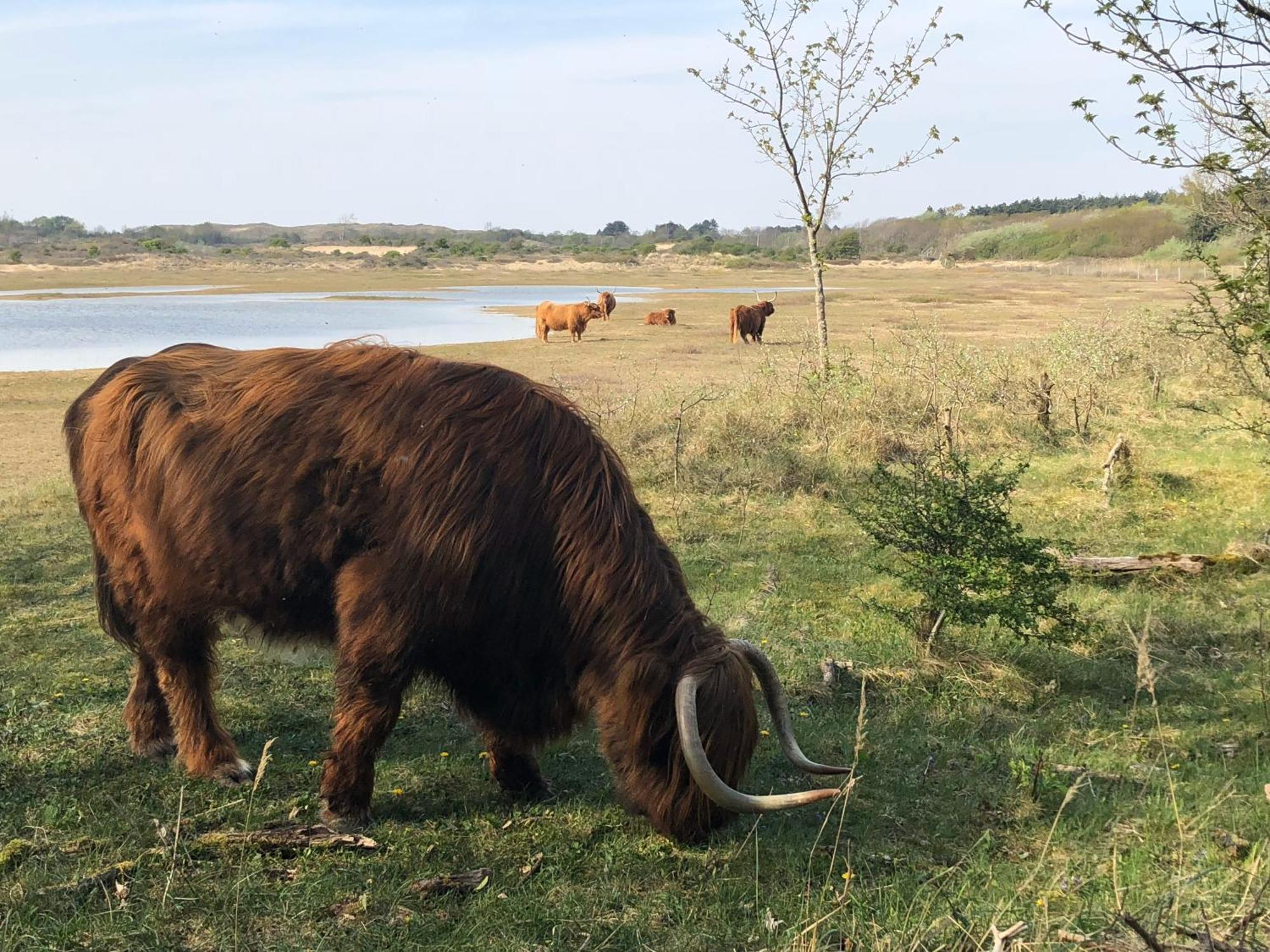 Eco Lodge Duin- Unieke Locatie -Strand, Duin En Nabij Cultuursteden Castricum Kültér fotó